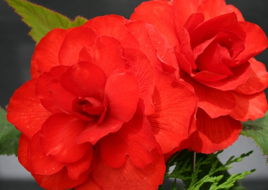 B. ‘Moulin Rouge’